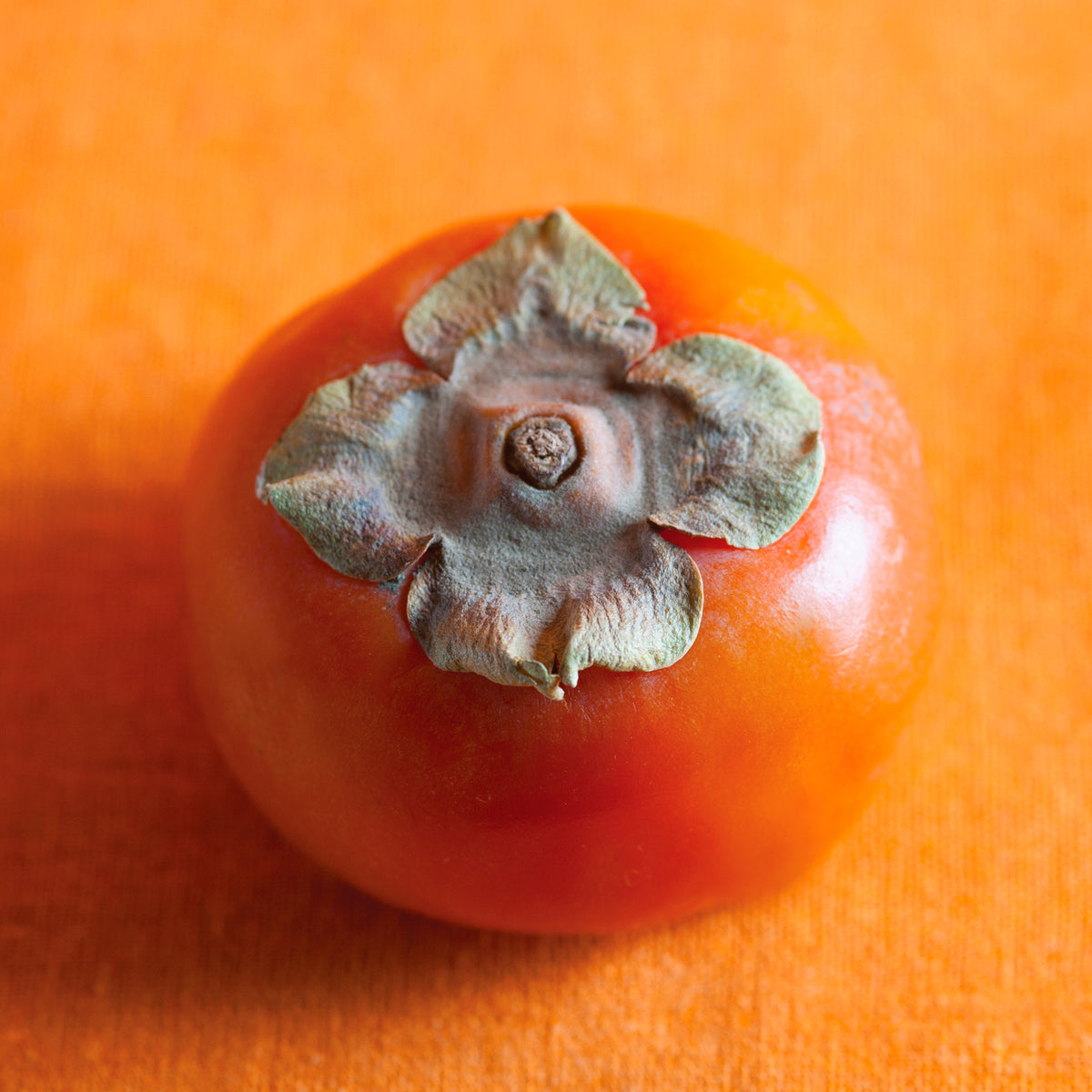 最終値下げスーラボフリクションクリア【ARE】シリーズ(BP)Persimmon Ripe, Persimmon – Paulette Phlipot Photography, LLC