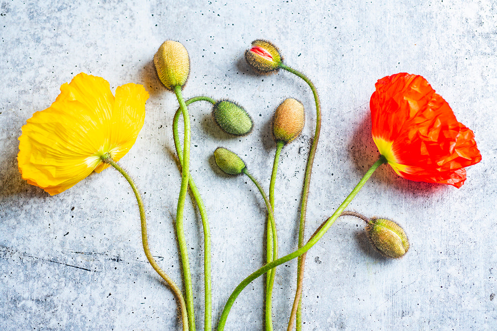 Fine art photography print of three poppy flowers with yellow, orange, and red petals, along with several poppy seeds, photographed on a grey background and printed on aluminum.