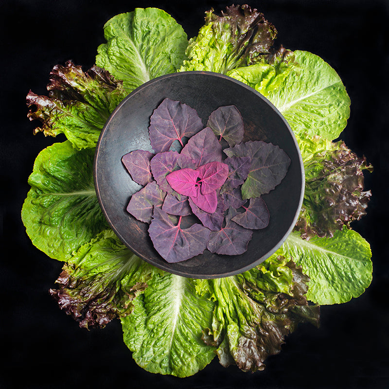 Mandala Fine Art Metal Print, Red Orach (Mountain Spinach) and Lettuce